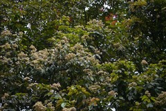 Walsura trifoliolata var. trifoliolata